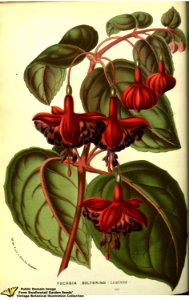 Fuchsia hort. cv. Solferino - Flore des serres et des jardins de l'Europe v.13 (1858)