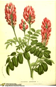 Hedysarum coronarium L. - Flore des serres et des jardins de l'Europe v.13 (1858)