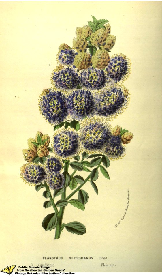 Ceanothus veitchianus Hook. - Flore des serres et des jardins de l'Europe v.13 (1858)