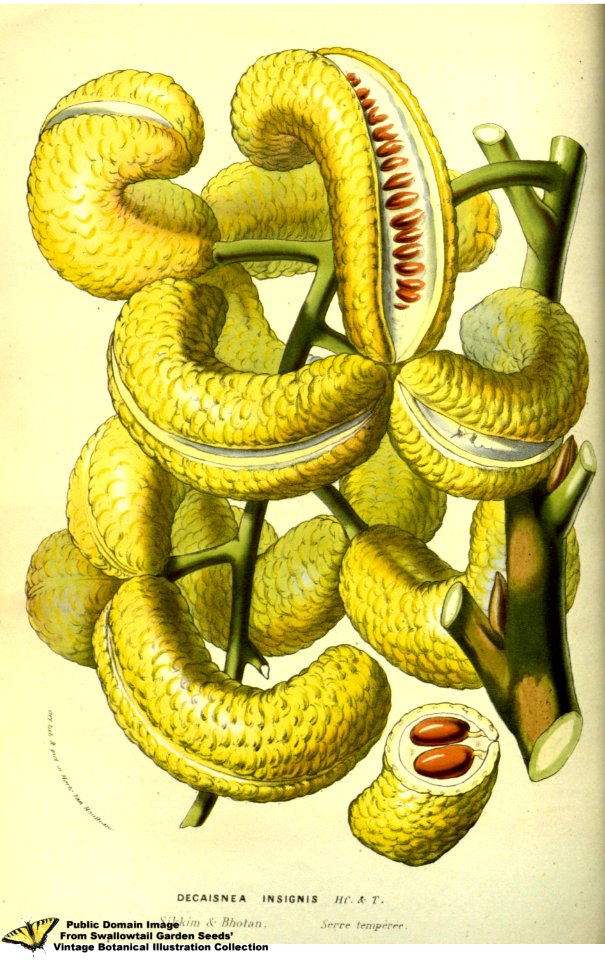 Decaisnea insignis (Griff.) Hook.f. & Thomson - Flore des serres et des jardins de l'Europe v.13 (1858)