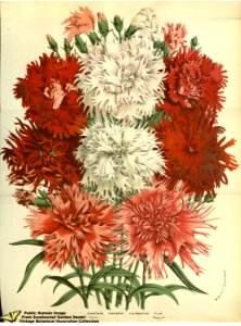 Dianthus chinensis L. var. laciniatus flore pleno - Flore des serres et des jardins de l'Europe v.13 (1858)