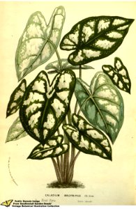 Humboldt Caladium. Caladium humboldtii (Raf.) Schott - Flore des serres et des jardins de l'Europe v.13 (1858)