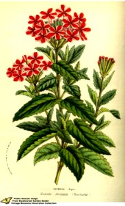 Verbena hort. cv. Madame Jourdier - Flore des serres et des jardins de l'Europe v.13 (1858)