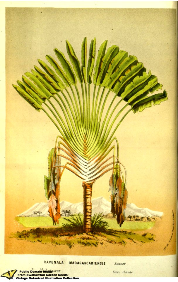 Traveller's Palm. Ravenala madagascariensis Sonn. - Flore des serres et des jardins de l'Europe v.13 (1858)