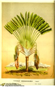 Traveller's Palm. Ravenala madagascariensis Sonn. - Flore des serres et des jardins de l'Europe v.13 (1858)