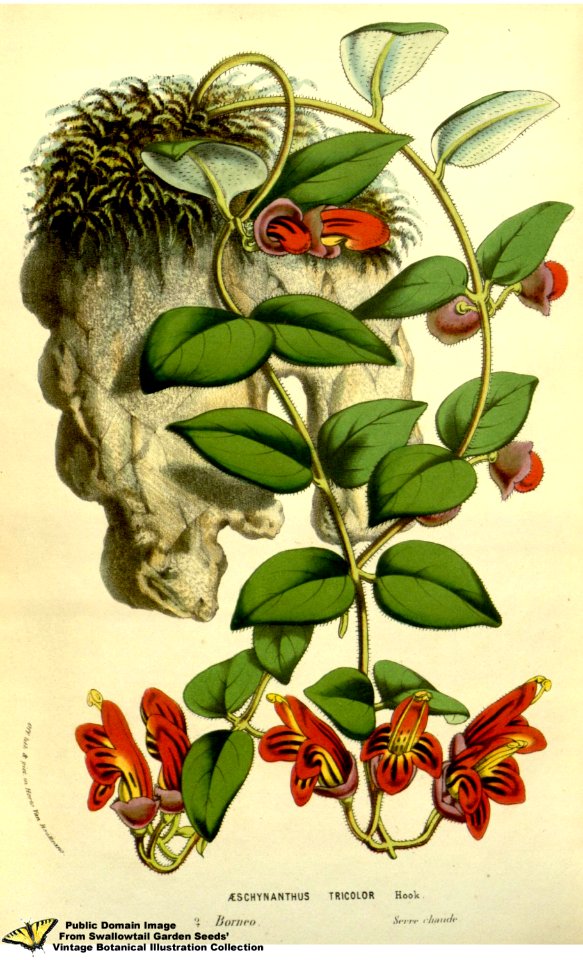 Aeschynanthus tricolor Hook. - Flore des serres et des jardins de l'Europe v.13 (1858)