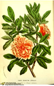 Pomegranate. Punica granatum L. var. legrellei - Flore des serres et des jardins de l'Europe v.13 (1858)