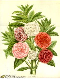 Impatiens hort. cv. flore pleno. Flore des serres et des jardins de l'Europe v.12 (1857). Free illustration for personal and commercial use.