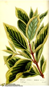 Diervilla amabilis Carrière - Flore des serres et des jardins de l'Europe v.12 (1857). Free illustration for personal and commercial use.