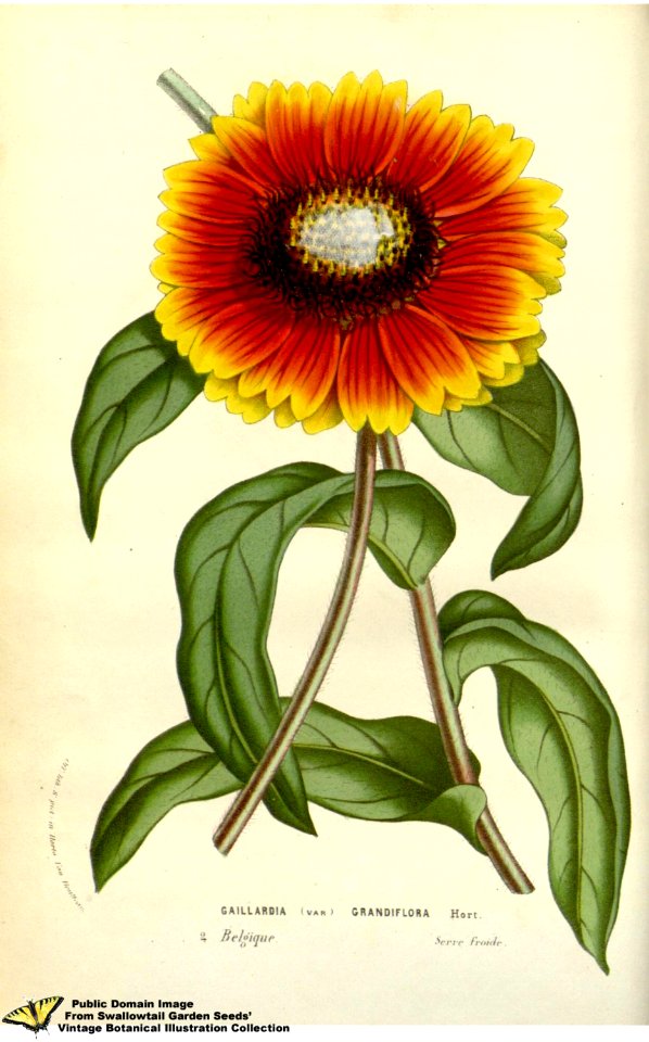 Gaillardia grandiflora Hort. - Flore des serres et des jardins de l'Europe v.12 (1857)