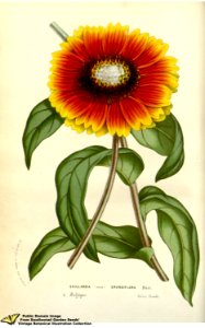 Gaillardia grandiflora Hort. - Flore des serres et des jardins de l'Europe v.12 (1857). Free illustration for personal and commercial use.