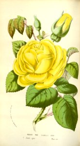 Rosa hort. cv. Isabella Gray