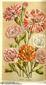 Gilly Flower. Dianthus caryophyllus L. var. hortensis. Flore des serres et des jardins de l'Europe v.12 (1857)