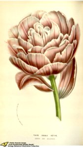 Common Tulip. Tulipa gesneriana L. var. Koning der Blauwen - Flore des serres et des jardins de l'Europe v.12 (1857)