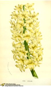 Hyacinth. Hyacinthus orientalis L. var. Anna Carolina - Flore des serres et des jardins de l'Europe v.12 (1857)