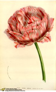 Common Tulip. Tulipa gesneriana L. var. Mariage de ma fille - Flore des serres et des jardins de l'Europe v.12 (1857)