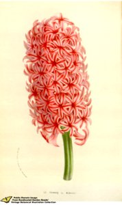 Hyacinth. Hyacinthus orientalis L. var. Le Franco de Berkhey - Flore des serres et des jardins de l'Europe v.12 (1857)
