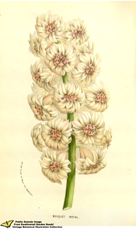Hyacinth. Hyacinthus orientalis L. var. Bouquet Royal - Flore des serres et des jardins de l'Europe v.12 (1857)