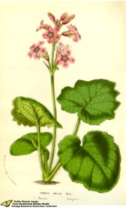 Primula mollis Nutt. ex Hook. Flore des serres et des jardins de l'Europe v.12 (1857). Free illustration for personal and commercial use.