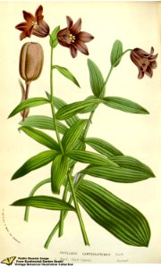 Fritillaria biflora Lindl. Flore des serres et des jardins de l'Europe v.12 (1857). Free illustration for personal and commercial use.