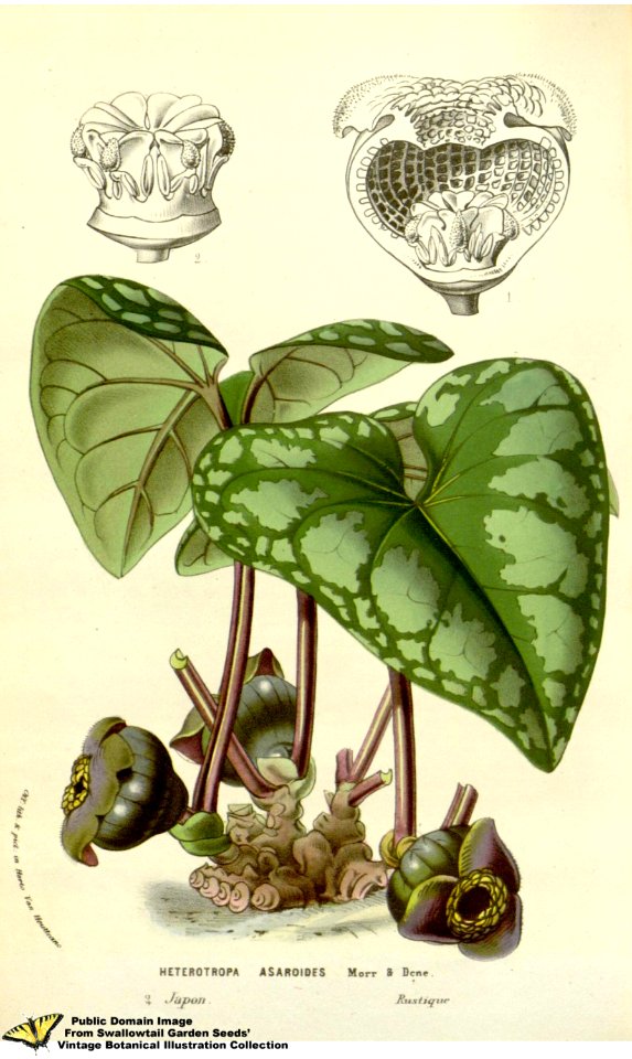 Asarum asaroides (C.Morren & Decne.) Makino - Flore des serres et des jardins de l'Europe v.12 (1857)