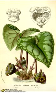 Asarum asaroides (C.Morren & Decne.) Makino - Flore des serres et des jardins de l'Europe v.12 (1857). Free illustration for personal and commercial use.
