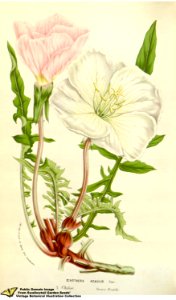 Oenothera acaulis Cav. Flore des serres et des jardins de l'Europe v.12 (1857). Free illustration for personal and commercial use.