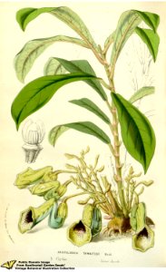 Aristolochia thwaitesii Hook. Flore des serres et des jardins de l'Europe v.12 (1857). Free illustration for personal and commercial use.