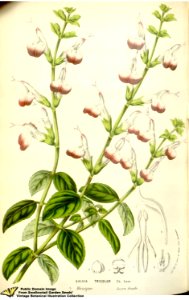 Salvia tricolor Lemaire - Flore des serres et des jardins de l'Europe v.12 (1857). Free illustration for personal and commercial use.