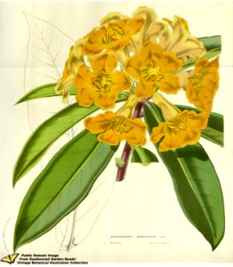 Rhododendron brookeanum H.Low ex Lindl. Flore des serres et des jardins de l'Europe v.12 (1857)
