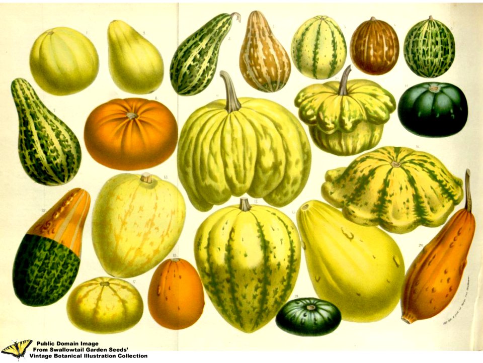 Summer Squash. Cucurbita pepo. (1857)