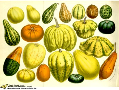 Summer Squash. Cucurbita pepo. (1857). Free illustration for personal and commercial use.