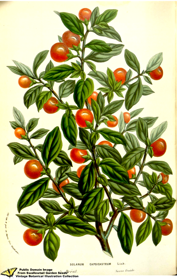 Jerusalem cherry. Solanum pseudocapsicum L. Flore des serres et des jardins de l'Europe v.12 (1857)