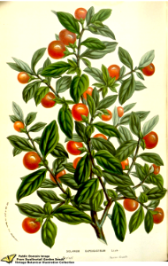 Jerusalem cherry. Solanum pseudocapsicum L. Flore des serres et des jardins de l'Europe v.12 (1857). Free illustration for personal and commercial use.