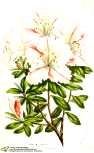 Rhododendron indicum (L.) Sweet var. Alexandre II - Flore des serres et des jardins de l'Europe v.12 (1857)