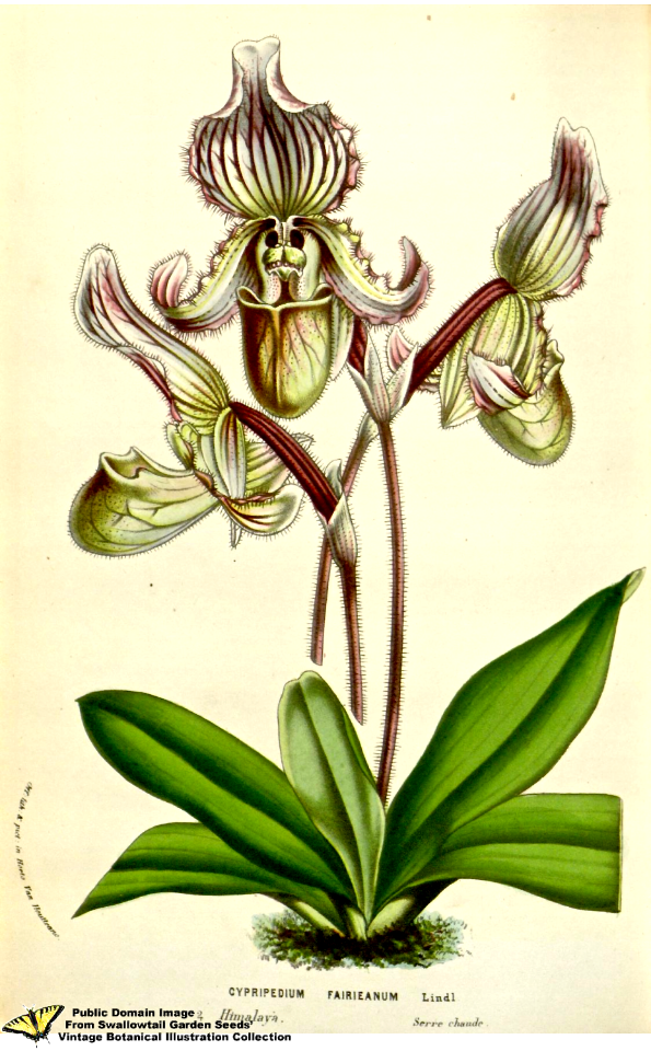 Paphiopedilum fairrieanum (Lindl.) Stein - Flore des serres et des jardins de l'Europe v.12 (1857)