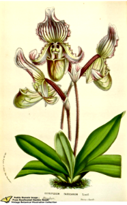 Paphiopedilum fairrieanum (Lindl.) Stein - Flore des serres et des jardins de l'Europe v.12 (1857). Free illustration for personal and commercial use.