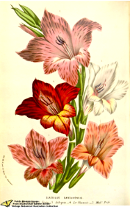 Gladiolus gandavensis Van Houtte var. hortensis. Flore des serres et des jardins de l'Europe v.12 (1857)