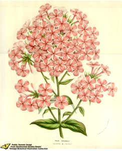 Phlox decussala var. Triomphe de Twickel - Flore des serres et des jardins de l'Europe v.12 (1857). Free illustration for personal and commercial use.