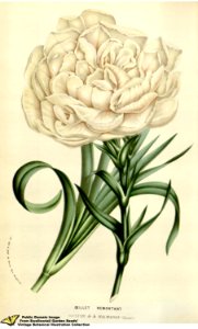 Gilly Flower. Dianthus caryophyllus L. var. Souvenir de Malmaison - Flore des serres et des jardins de l'Europe v.12 (1857)