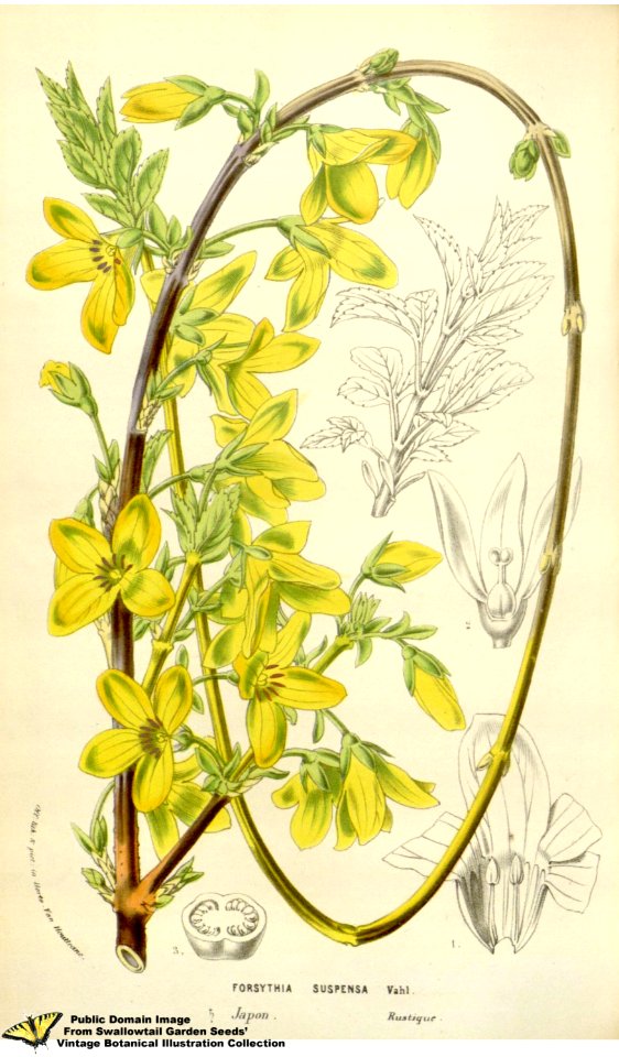 Forsythia suspensa (Thunb.) Vahl - Flore des serres et des jardins de l'Europe v.12 (1857)