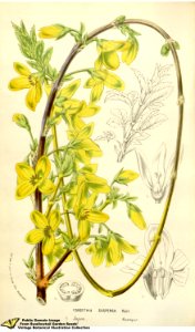 Forsythia suspensa (Thunb.) Vahl - Flore des serres et des jardins de l'Europe v.12 (1857). Free illustration for personal and commercial use.