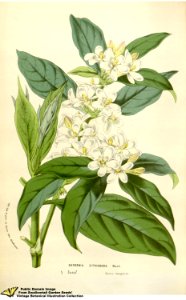Mitriostigma axillare Hochst. Flore des serres et des jardins de l'Europe v.12 (1857). Free illustration for personal and commercial use.