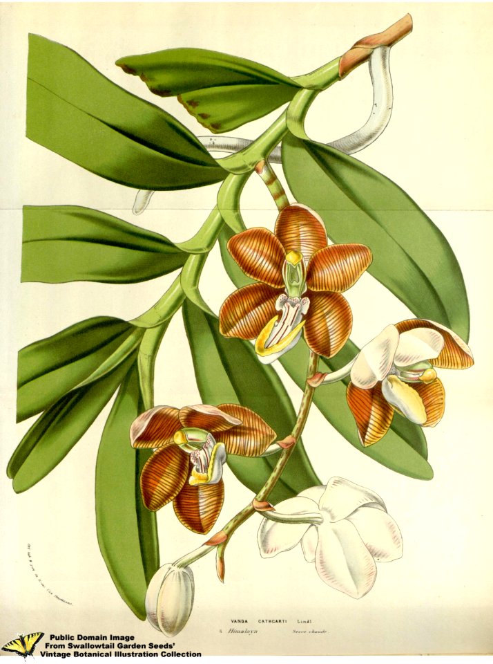 Esmeralda cathcartii (Lindl.) Rchb.f. Flore des serres et des jardins de l'Europe v.12 (1857)