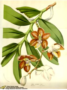 Esmeralda cathcartii (Lindl.) Rchb.f. Flore des serres et des jardins de l'Europe v.12 (1857). Free illustration for personal and commercial use.