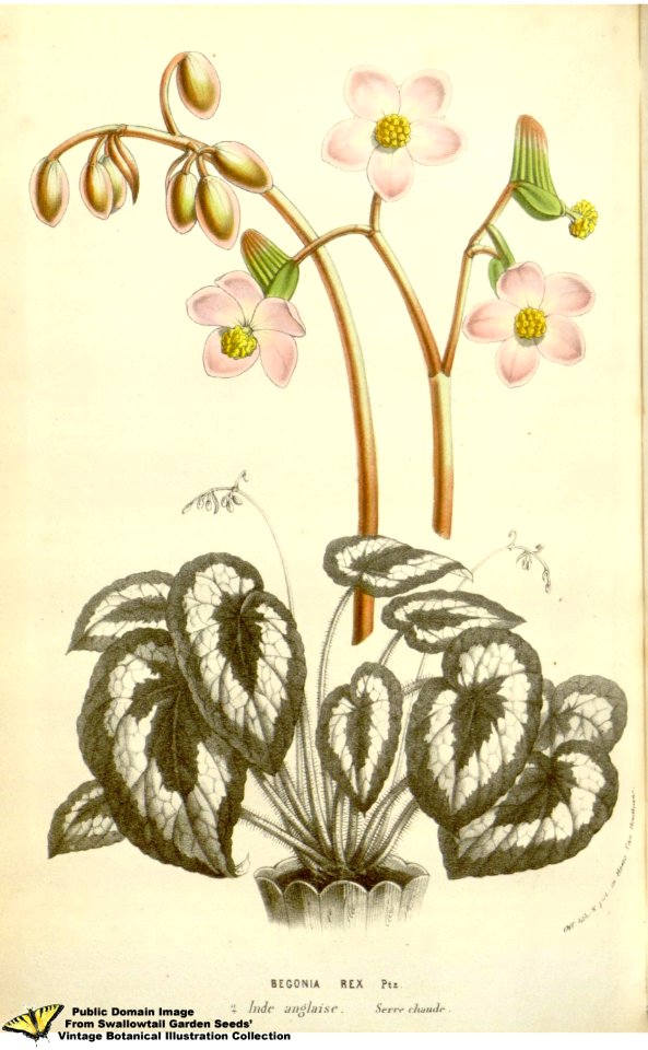 Painted Leaved Begonia. Begonia rex Putz. Flore des serres et des jardins de l'Europe v.12 (1857). Free illustration for personal and commercial use.