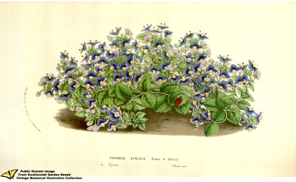Veronica syriaca Roemer & Schultes - Flore des serres et des jardins de l'Europe v.12 (1857)