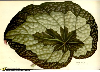 Painted Leaved Begonia. Begonia rex Putz. Flore des serres et des jardins de l'Europe v.12 (1857). Free illustration for personal and commercial use.