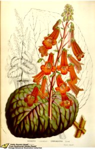 Smithiantha cinnibarina (Linden) Kuntze - Flore des serres et des jardins de l'Europe v.12 (1857). Free illustration for personal and commercial use.