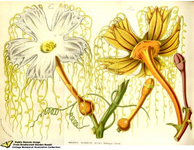 Hodgsonia heteroclita (Roxb.) Hook.f. & Thomson - Flore des serres et des jardins de l'Europe v.12 (1857)